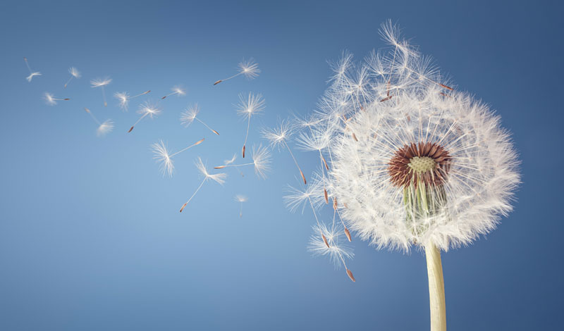Paardenbloem verspreidt pollen in de lucht voor stofzuiger allergieën HEPA-filter