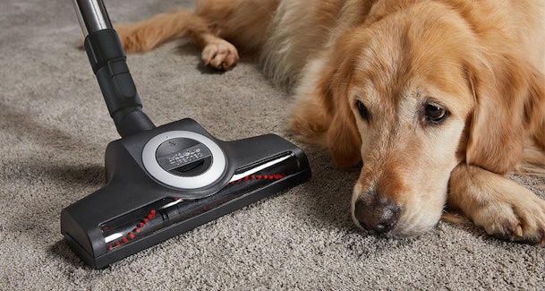 Turboborstel stofzuiger zuigt dierenharen op van tapijt met golden retriever hond.