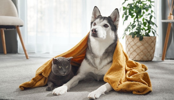 Husky hond en grijze kat onder gele deken op tapijt in woonkamer tonen huisdierharen uitdaging