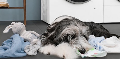 Hond ligt op fris wasgoed naast Bosch Serie 6 met Hygiëne Plus en trommelreiniging