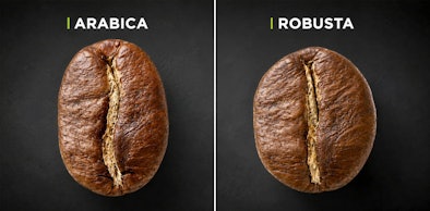 Arabica koffieboon en Robusta koffieboon naast elkaar met verschil in vorm zichtbaar