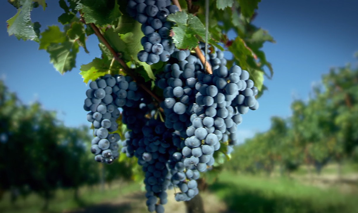 Bekijk de video van Liebherr’s Vinidor-, Grand Cru- en Vinothek-wijnkasten.