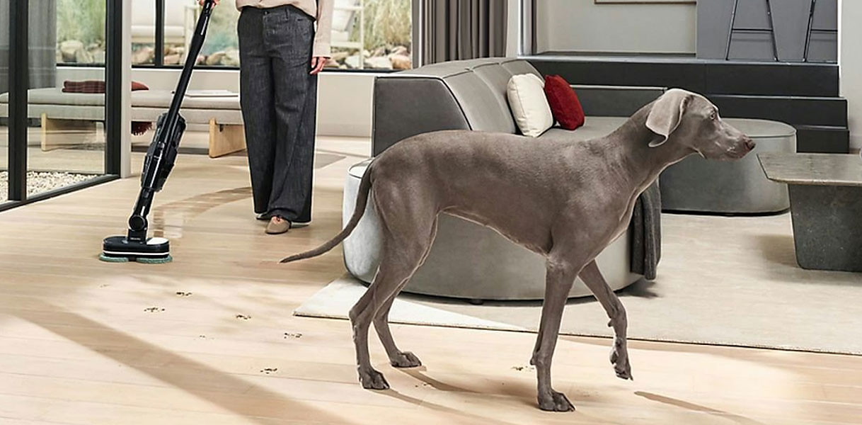Vrouw stofzuigt dierenharen op houten vloer met Miele Triflex HX3 Cat & Dog terwijl Weimaraner hond in woonkamer staat