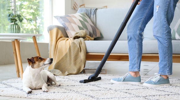 Vrouw stofzuigt tapijt met steelstofzuiger terwijl Jack Russell Terrier toekijkt in moderne woonkamer